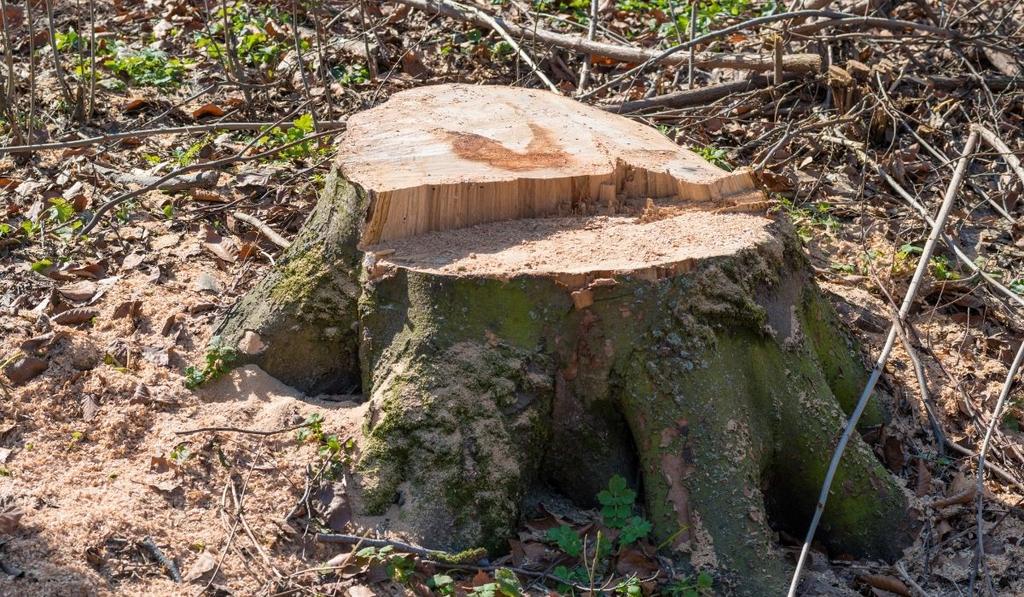 Boomstronk frezen  stobben frezen  boomstronken verwijderen