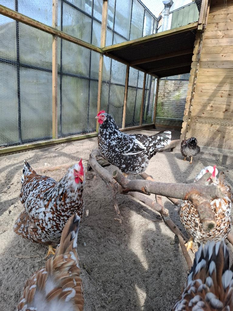 Zweedse bloemkip broedeieren, Dieren en Toebehoren, Pluimvee, Geslacht onbekend, Kip