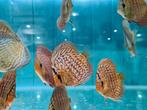 Blue Maze Turquoise Discus, Symphysodon Discus, Vis, Zoetwatervis