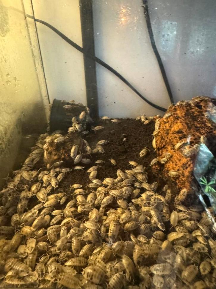 Pissebedden - Isopods, Dieren en Toebehoren, Vogels | Overige Vogels, Meerdere dieren