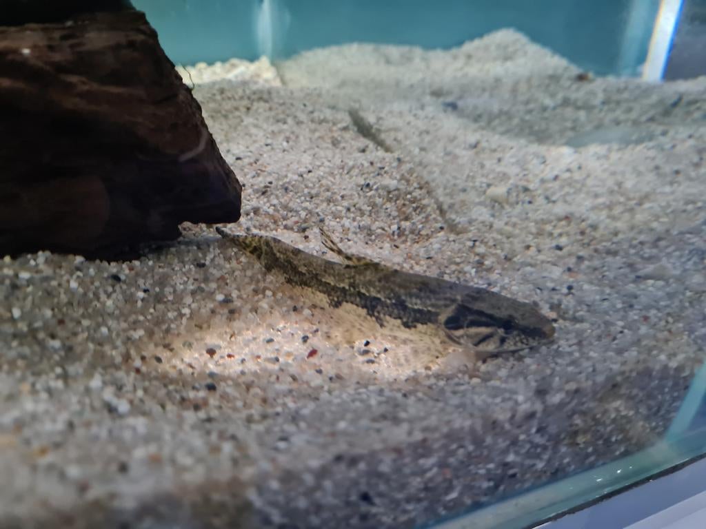 Hoplias Malabaricus, Wolfsvis, Pataka