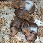 Kindvriendelyke syrische hamster goudhamster van hobbyfokker, Dieren en Toebehoren, Knaagdieren, Hamster, Mei, Meerdere dieren