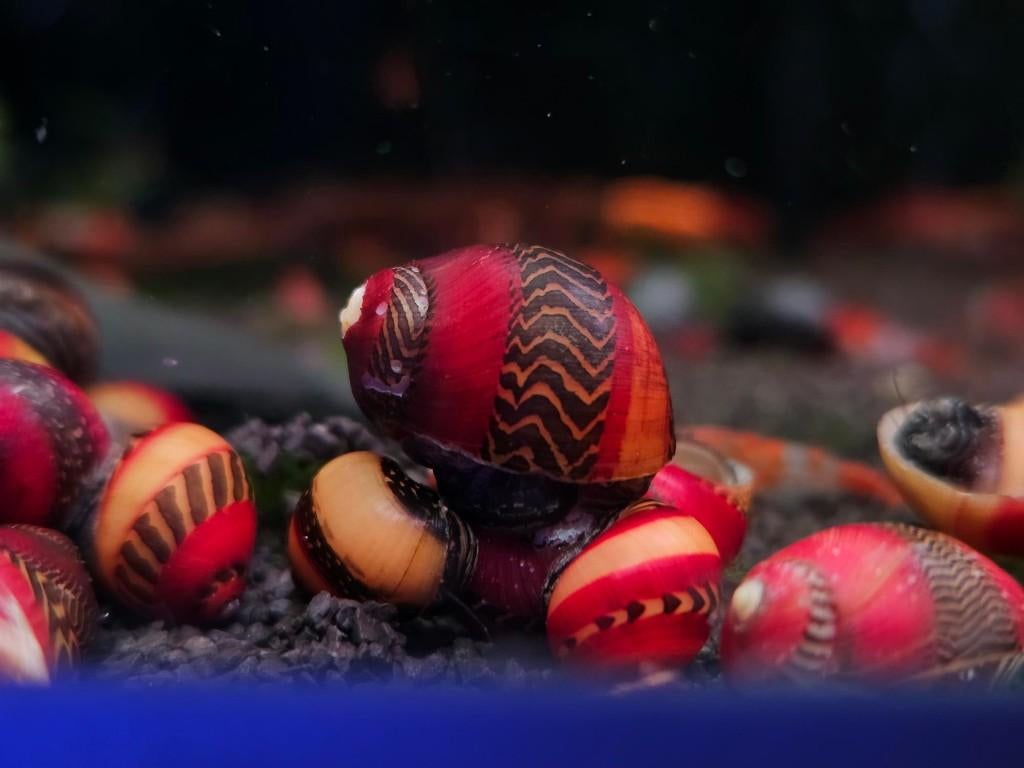 Nieuwe levering aquarium slakken, Slak of Weekdier, Zoetwatervis