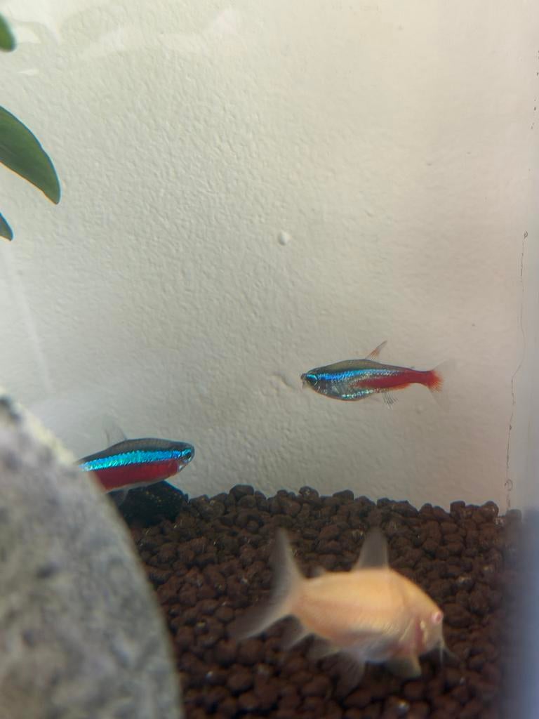 Gratis visjes, Dieren en Toebehoren, Vis