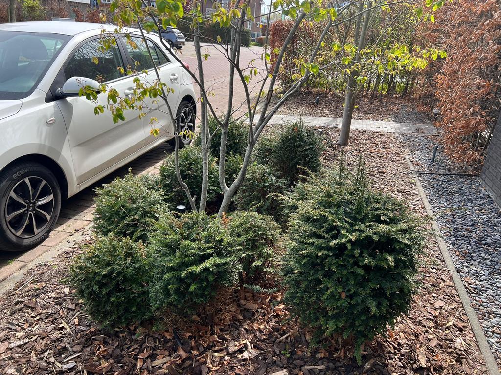 Taxus bollen 32 stuks, Tuin en Terras, Ophalen, Taxus, Minder dan 100 cm