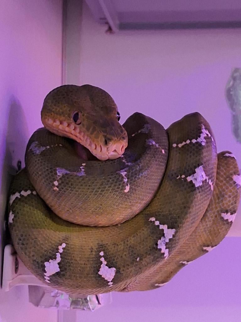 Corallus caninus Green Tree Python - female for sale from Benny