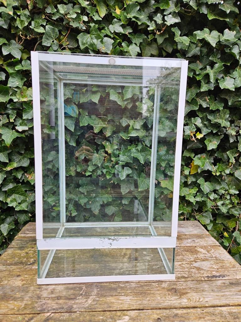 Terrarium / Wandelendetakken bak, Wandelende tak