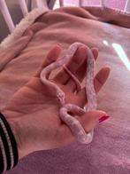 Rattenslang te koop (Vrouw 0.1), Dieren en Toebehoren, Reptielen en Amfibieën, Slang, Met terrarium