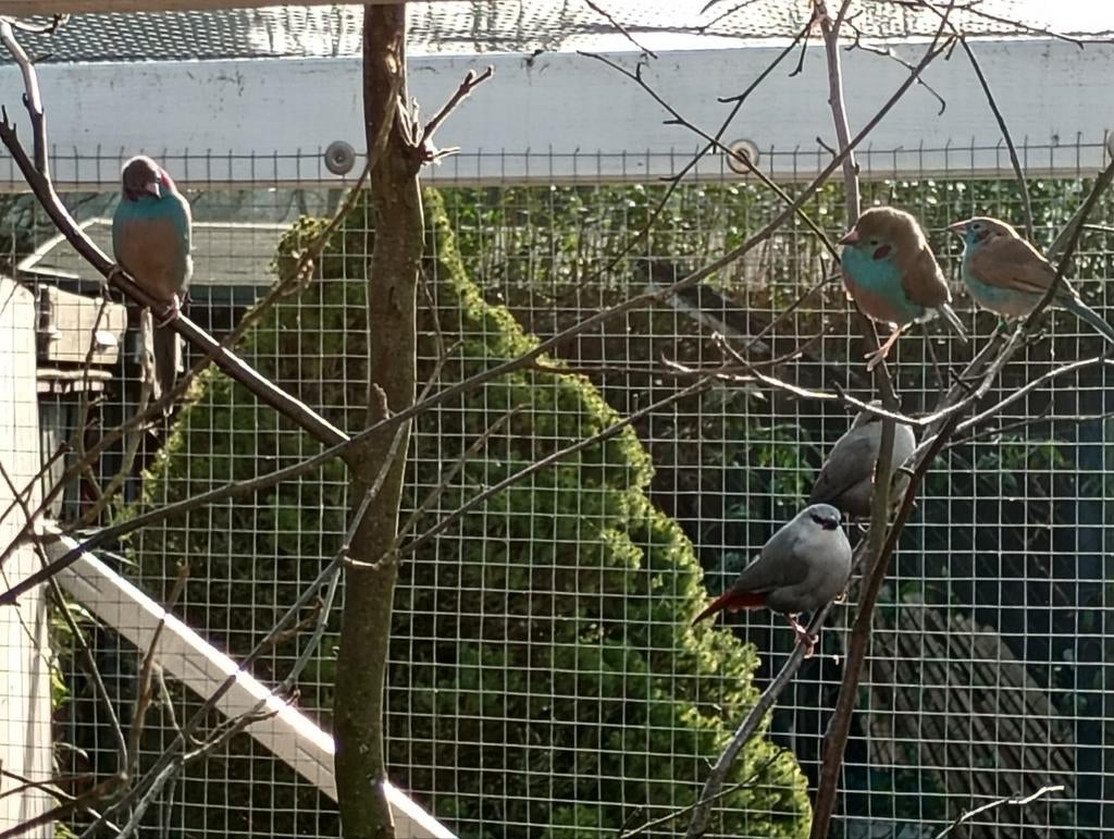 Roodwang blauwfazantje pop, Dieren en Toebehoren, Vogels | Overige Vogels, Vrouwelijk