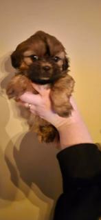 Shipoo pups, Overige rassen, 8 tot 15 weken, Parvo, Meerdere