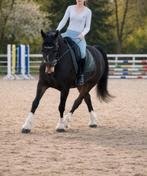 12-jarige KWPN merrie – Z1 dressuur met een hart van goud !!, Dieren en Toebehoren, Paarden, Merrie, Dressuurpaard, 160 tot 165 cm