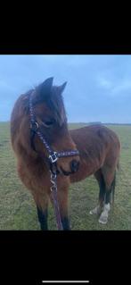 Lieve brave welsh pony, Merrie