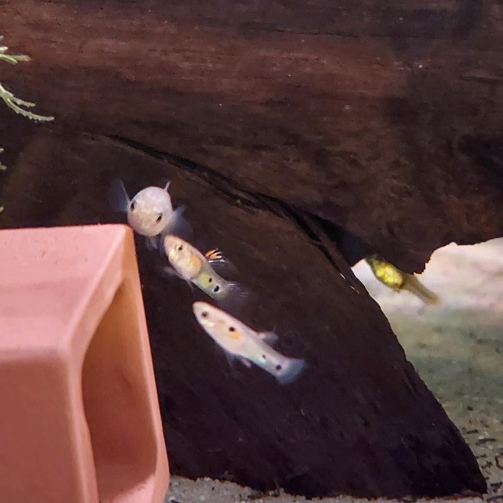 Poecilia Reticulata Rio Tocantins guppy (30 stuks), Vis, Zoetwatervis, Schoolvis