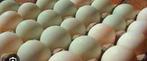 Eenden eieren, Dieren en Toebehoren, Pluimvee, Geslacht onbekend, Eend