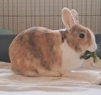 Konijn mannetje rammelaar 7 jaar oud, Mannelijk, Middelgroot, 6 tot 8 jaar