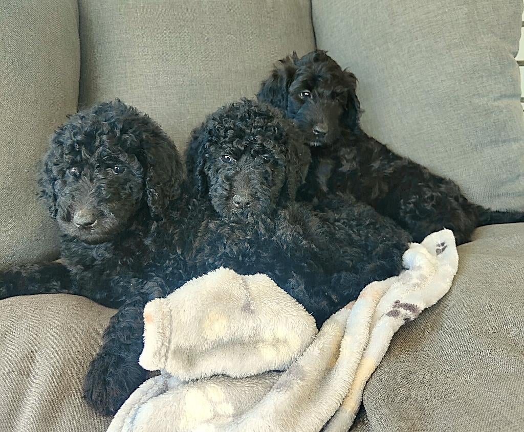 supermooi zwarte f4 multigen labradoodle pups, Parvo, Overige rassen, 8 tot 15 weken, Meerdere