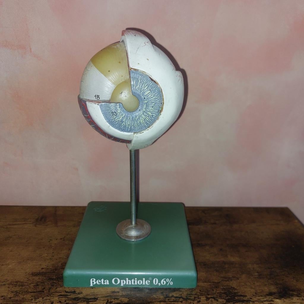 Vintage Anatomisch Oogmodel - Beta Ophtiole somso, Ophalen of Verzenden, Gebruikt