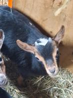 Te koop/ alvast te reserveren: nog enkele mini dwerg bokjes, Dieren en Toebehoren, Schapen, Geiten en Varkens, Mannelijk, Geit