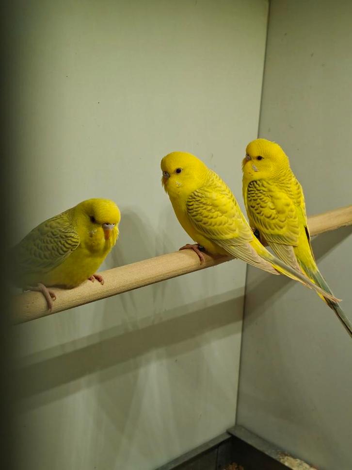 Te koop Bronze Fallow parkieten, Dieren en Toebehoren, Vogels | Parkieten en Papegaaien, Parkiet, Meerdere dieren