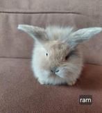 Super lieve & makke babykonijntjes, Meerdere dieren, Middelgroot, Hangoor, 0 tot 2 jaar