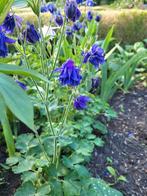 Zaden Akelei kobaltblauw, Verzenden, Volle zon