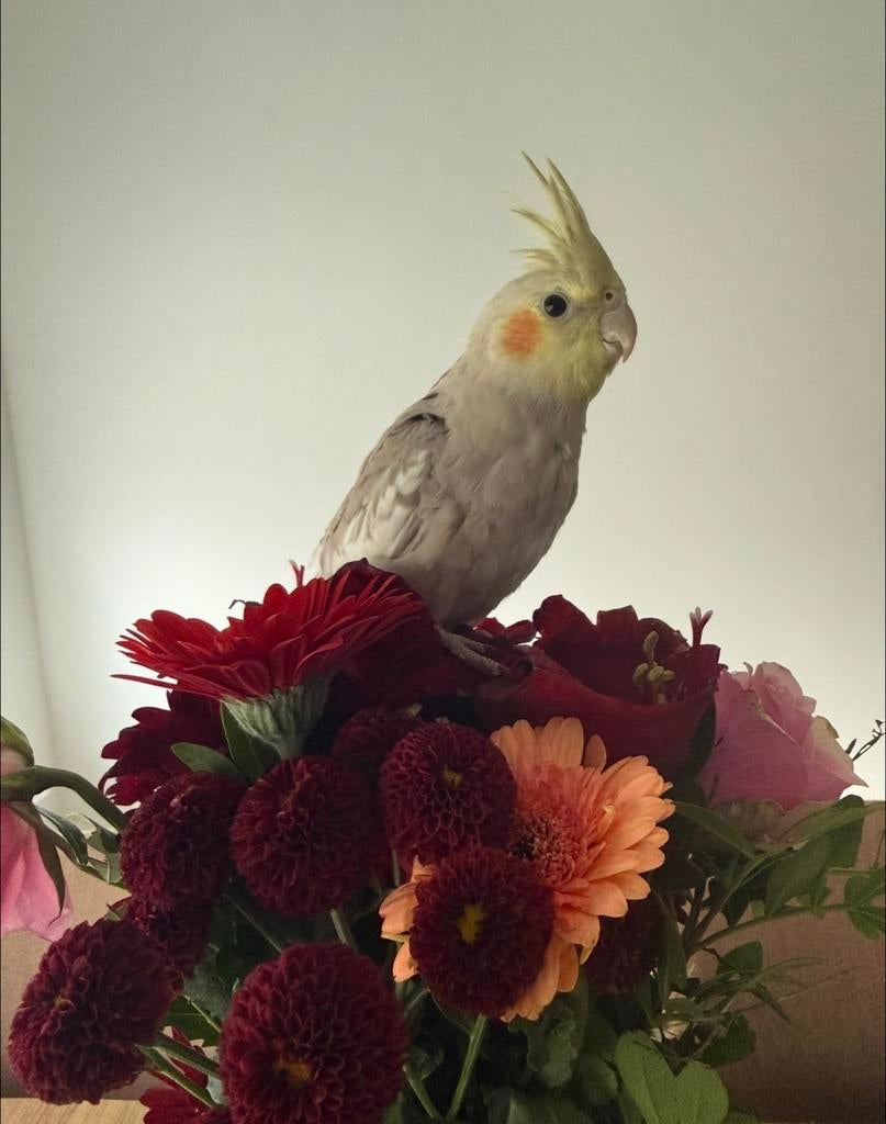 Valkparkiet Karamel vermist, ontsnapt uit kooi!!, Dieren en Toebehoren, Vogels | Parkieten en Papegaaien, Mannelijk, Parkiet