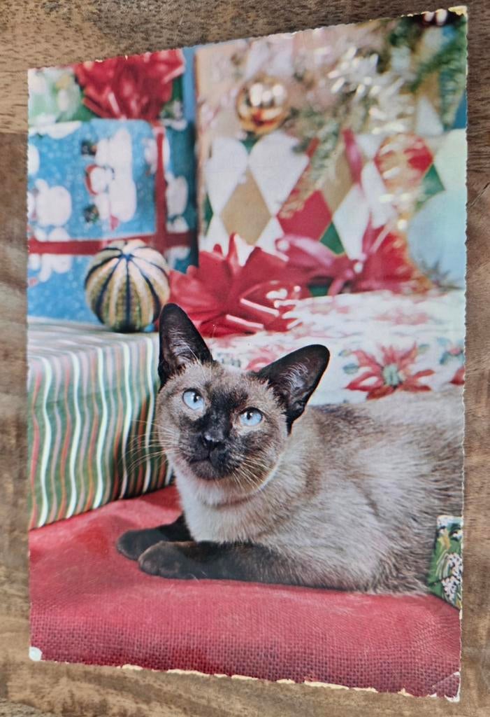 Siamees katje, Verzenden, Gelopen, Hond of Kat