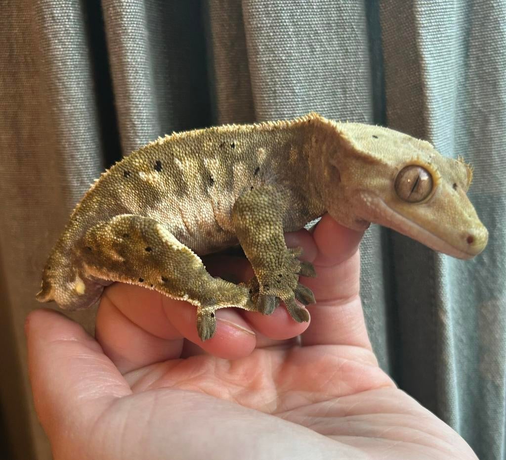 Wimpergekko harlequin tricolor dalmatier mannetje, Dieren en Toebehoren, Hagedis, Tam