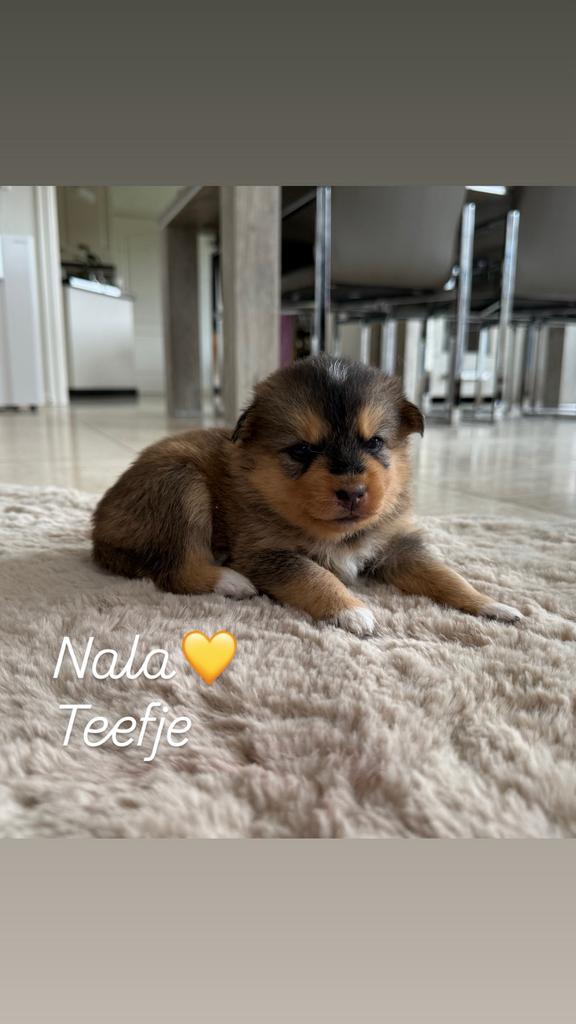 Uniek nestje pomsky F2 pups (EPR), Dieren en Toebehoren, Honden | Poolhonden, Keeshonden en Oertypen, België, Particulier, Overige rassen