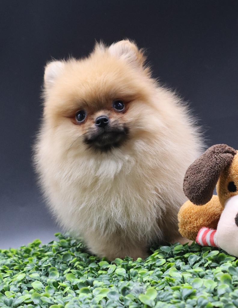 Mini Bearface Pomeriaan/Pomeranian Reutje Geboren in NL, Nederland, Keeshond, Reu, 8 tot 15 weken