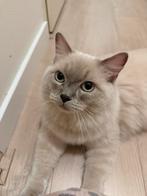 Ragdoll Kater zoekt nieuw huisje, Kater, Langharig, 0 tot 2 jaar