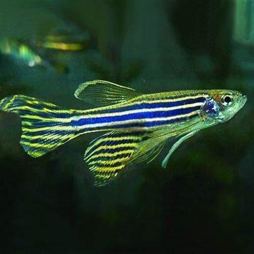 Zebra Danio Longfin, Dieren en Toebehoren, Vissen | Aquariumvissen, Zoetwatervis, Vis, Schoolvis