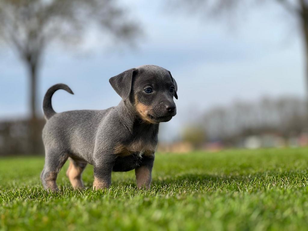 Jack Russell pups / Jack Russel pups, Dieren en Toebehoren, Honden | Jack Russells en Terriërs, Meerdere dieren, Jack Russell Terriër
