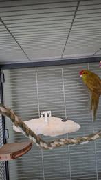 Kakariki man 2024, Dieren en Toebehoren, Vogels | Parkieten en Papegaaien, Mannelijk, Parkiet, Geringd