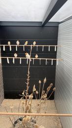 Majoor putters mannen en poppen 2025, Meerdere dieren, Wildzangvogel