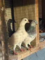 Boedapester hoogvlieger, Meerdere dieren, Overige soorten