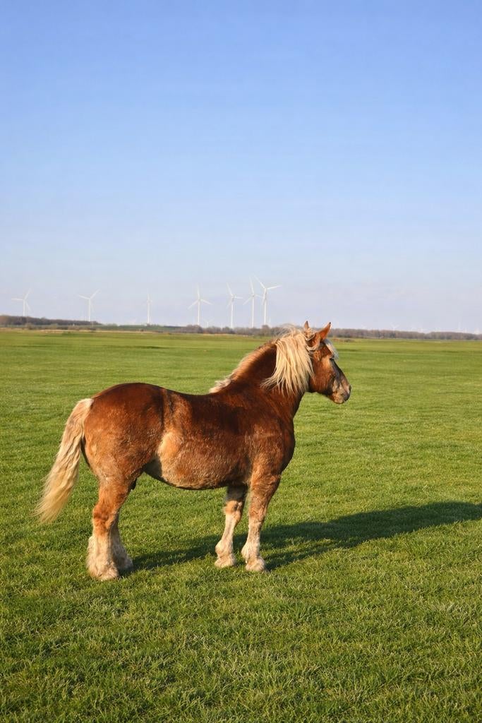 Weideplek gezocht!, Dieren en Toebehoren