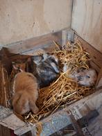 Franse hangoren, Dieren en Toebehoren, Geslacht onbekend, Groot