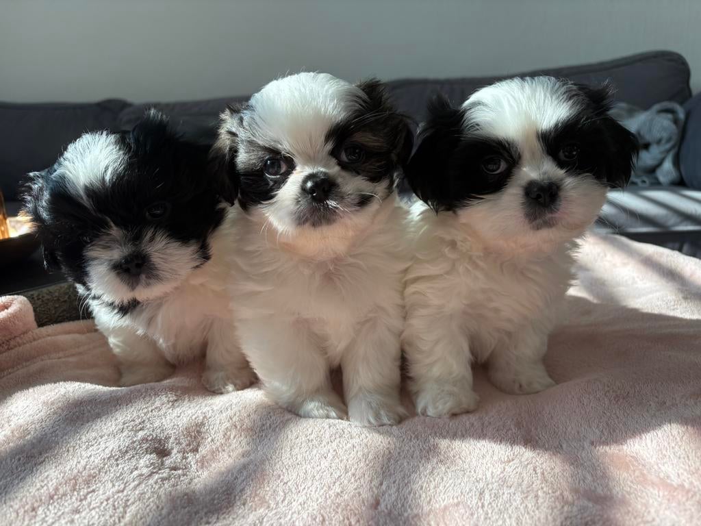 ️ Superschattige Boomer x Pekinees pups – kom snel kijken!, Overige rassen, 8 tot 15 weken, Meerdere, Meerdere dieren