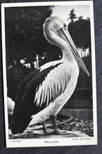 Pelikaan, Zoological Society of London, Ongelopen, Vogel, Voor 1920, Verzenden