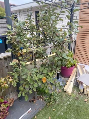 Appelboom voor heerlijke appeltaart! beschikbaar voor biedingen