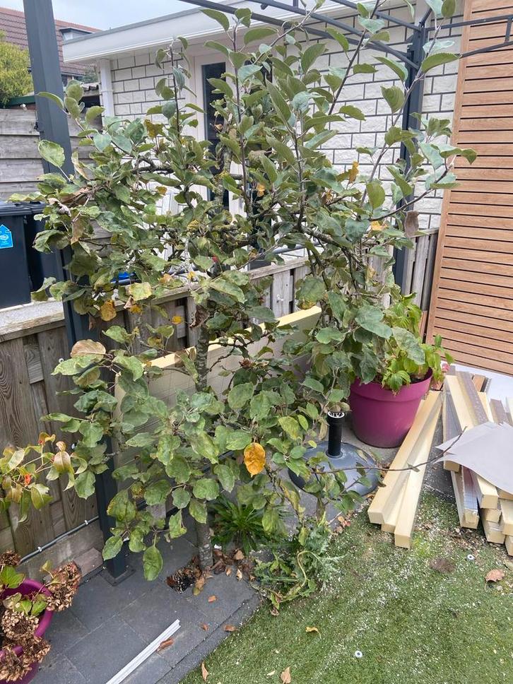 Appelboom voor heerlijke appeltaart!, Tuin en Terras, Planten | Bomen, Overige soorten, 100 tot 250 cm, Volle zon, Lente, Ophalen