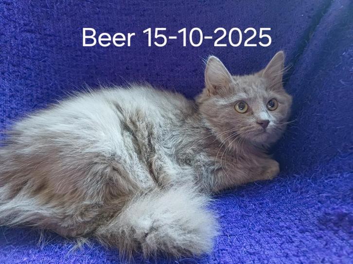 Ragdolls. 4  kittens met stamboom en uit geteste ouders., Dieren en Toebehoren, Katten en Kittens | Raskatten | Langhaar, Meerdere dieren