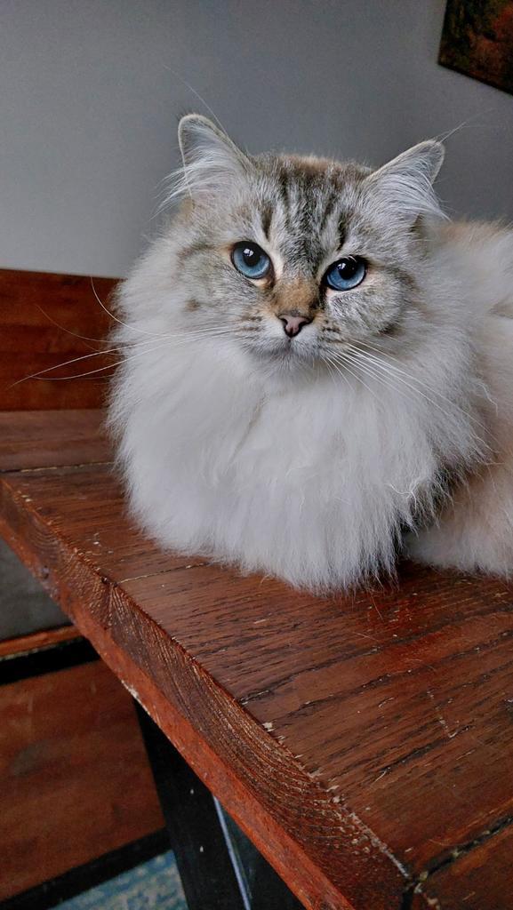 Ragdoll seal lynx poes, Dieren en Toebehoren, Katten en Kittens | Raskatten | Langhaar, Poes, 0 tot 2 jaar, Gechipt, Ontwormd