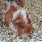 Cavia's te koop, Dieren en Toebehoren, Knaagdieren, September, Meerdere dieren, Cavia