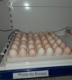 poule de Bresse broedeieren, Dieren en Toebehoren, Pluimvee, Geslacht onbekend, Kip