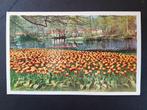 Keukenhof Lisse Holland, Verzamelen, 1940 tot 1960, Gelopen, Zuid-Holland, Ophalen of Verzenden