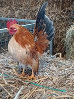 Serama haantje, Mannelijk, Kip