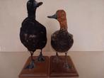 Taxidermie / Opgezette / Opgezet Eenden / Eend, Verzamelen, Dierenverzamelingen, Ophalen of Verzenden, Gebruikt, Vogel, Opgezet dier