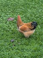 Wyandotte Colombia buff kriel haantjes, Dieren en Toebehoren, Pluimvee, Mannelijk, Kip